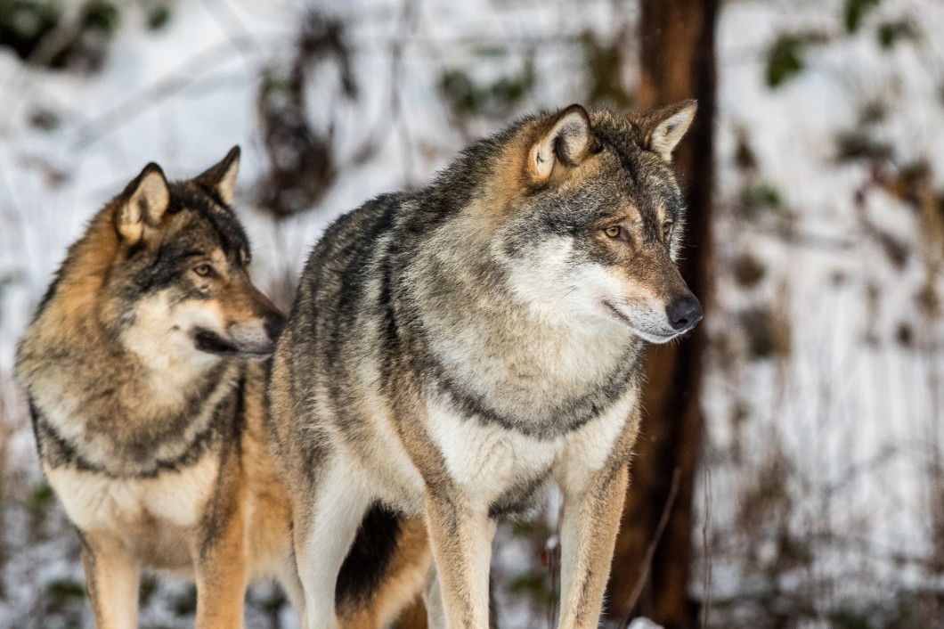 Grey wolf, Canis lupus, two wolves standing in a snowy winter forest.