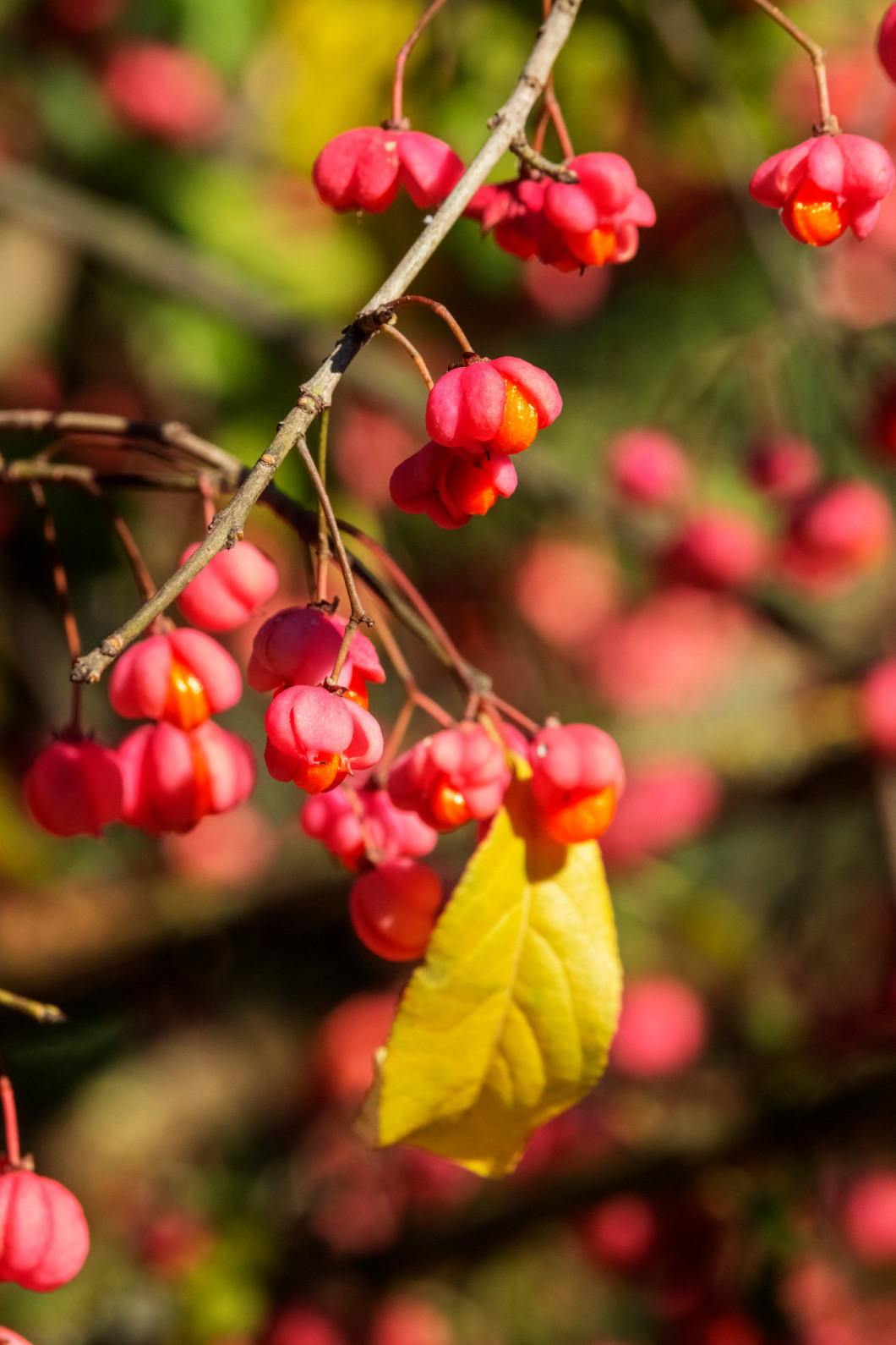 Spindle tree -euonymus plant -