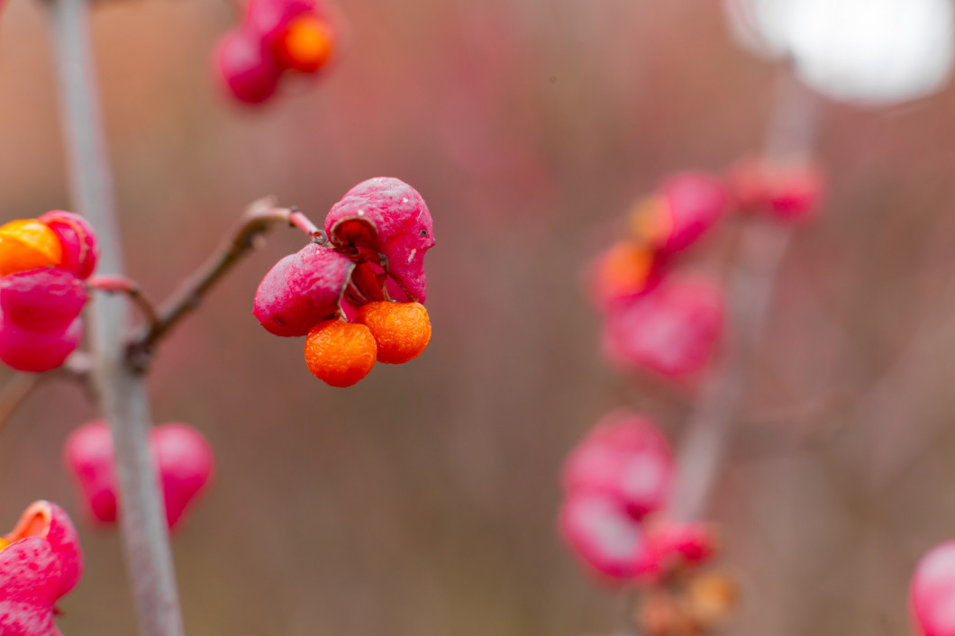 Deciduous shrub, pink flowers with orange seeds of euonymus europaeus or spindle. Celastraceae