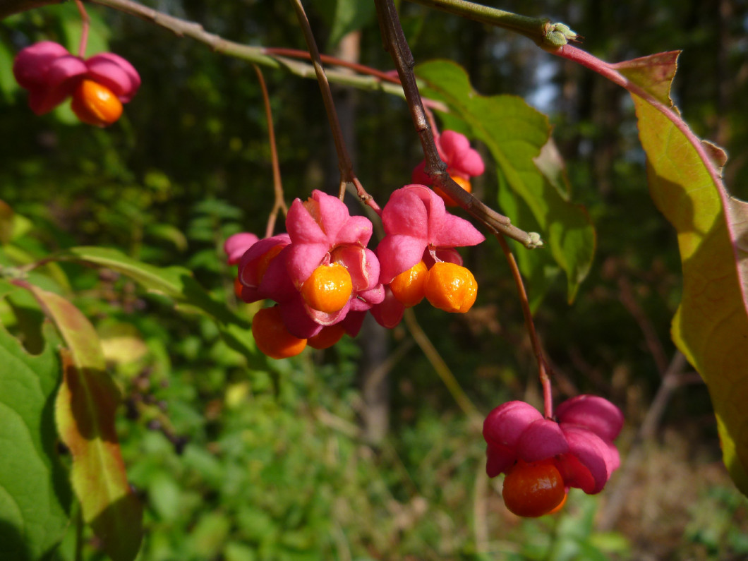 red and yellow wild bush in blossom