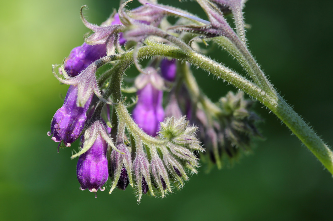 Comfrey.