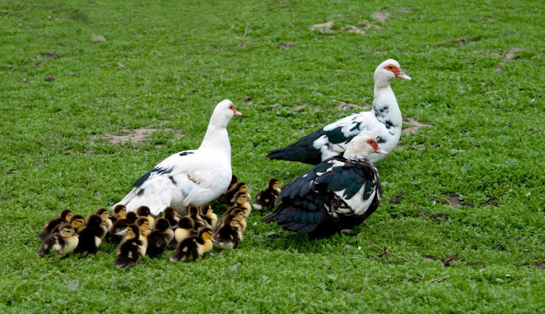 three big muscovy