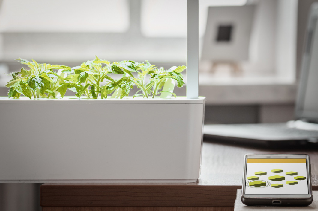 remote and Potted plants