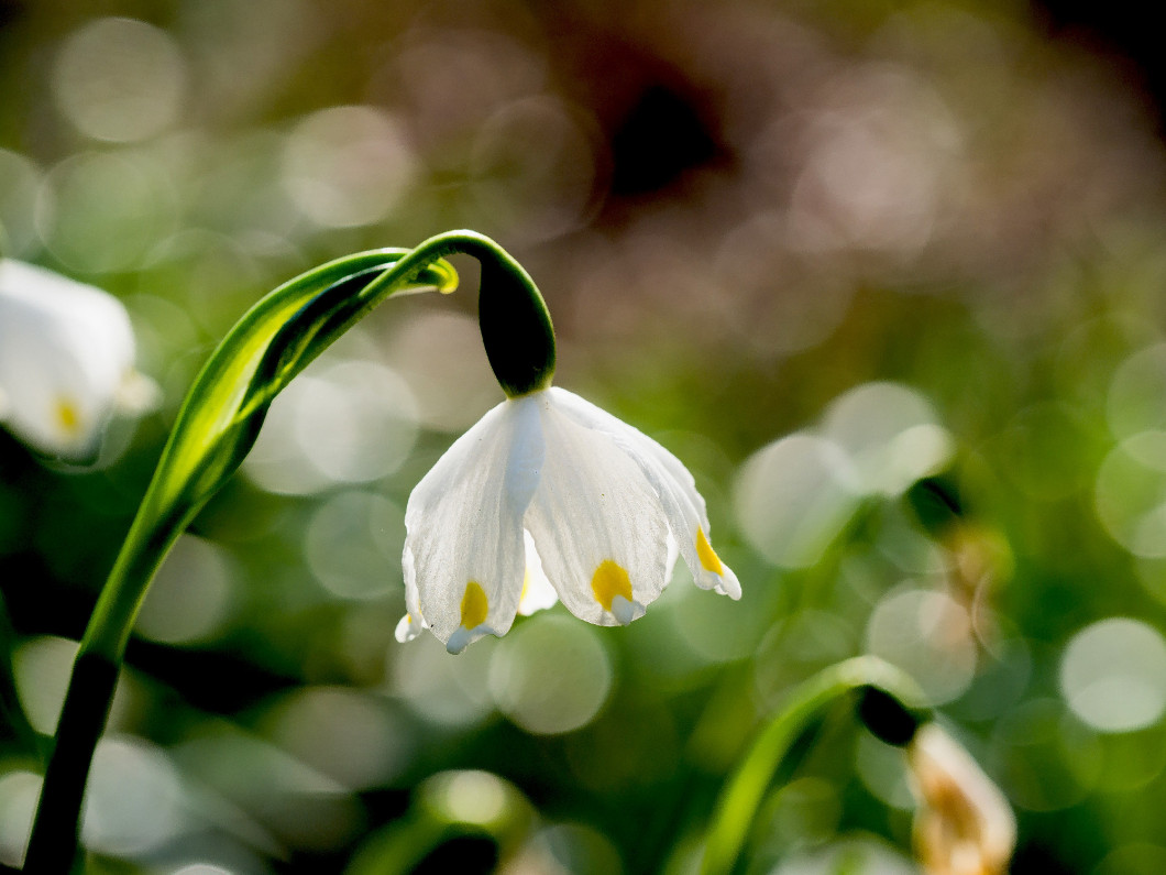 Leucojum (snowflake) blooming in the spring