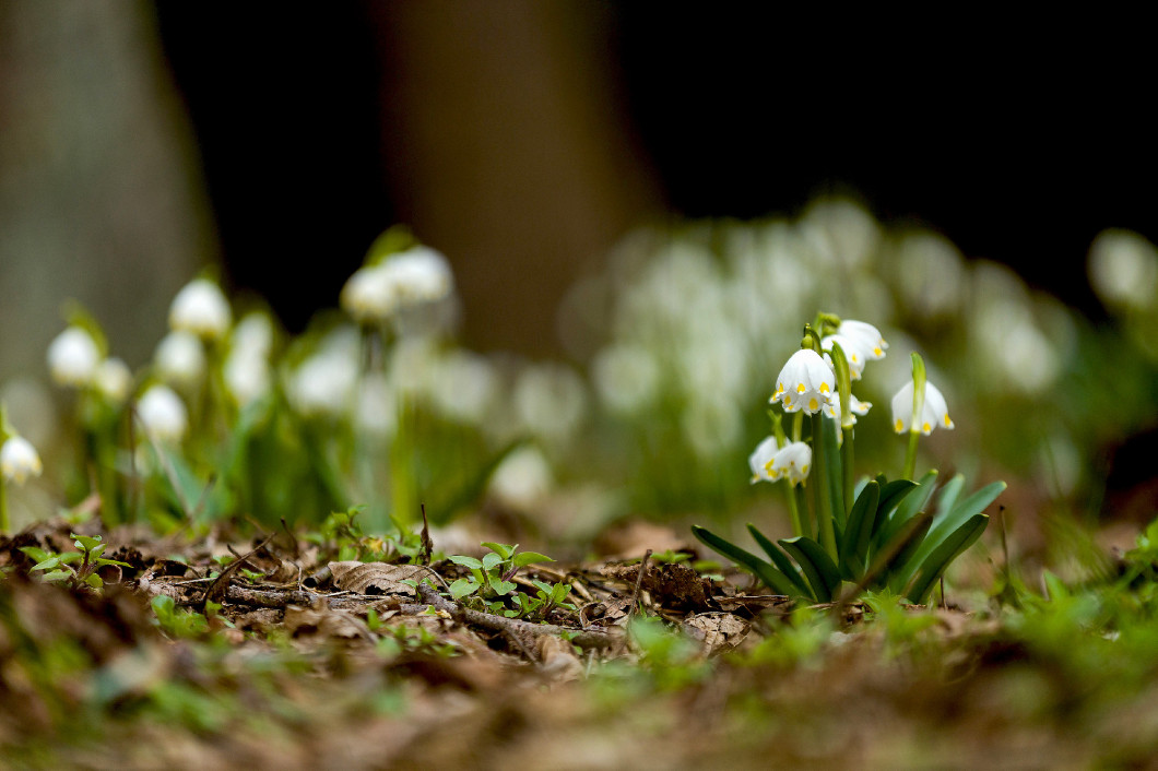 early spring snowflake flowers