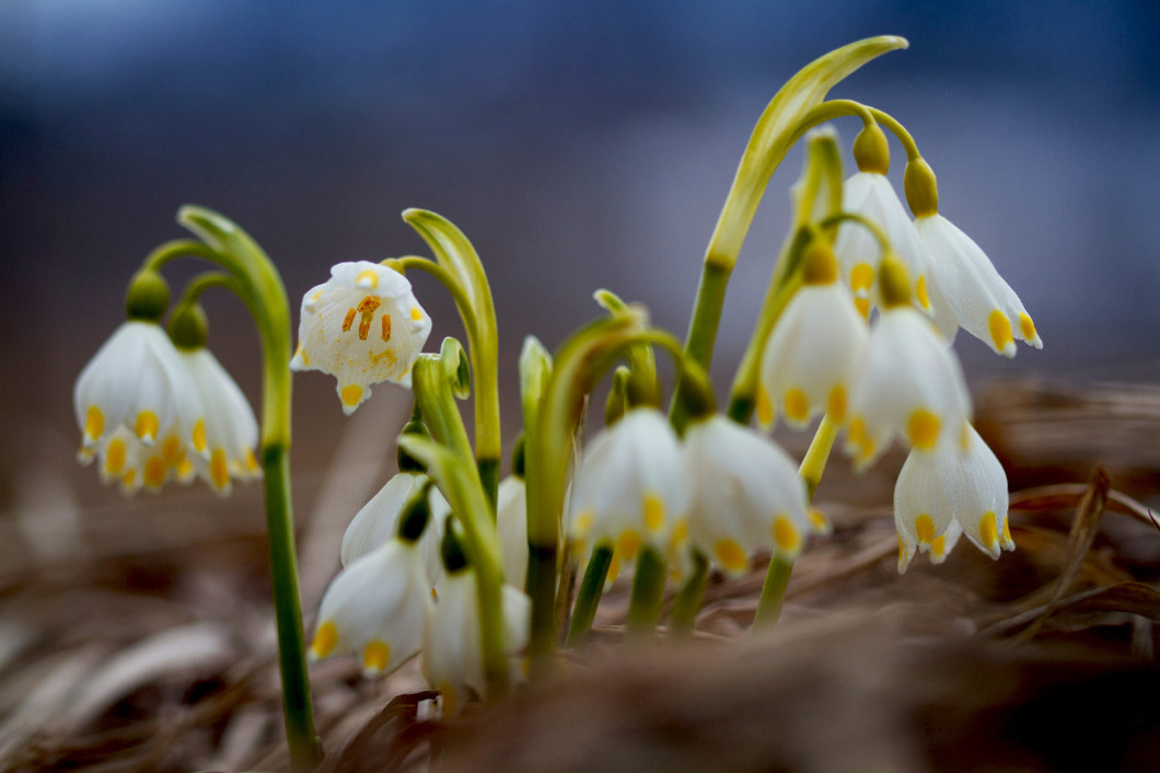 White snowdrop flower with abstract bokeh background