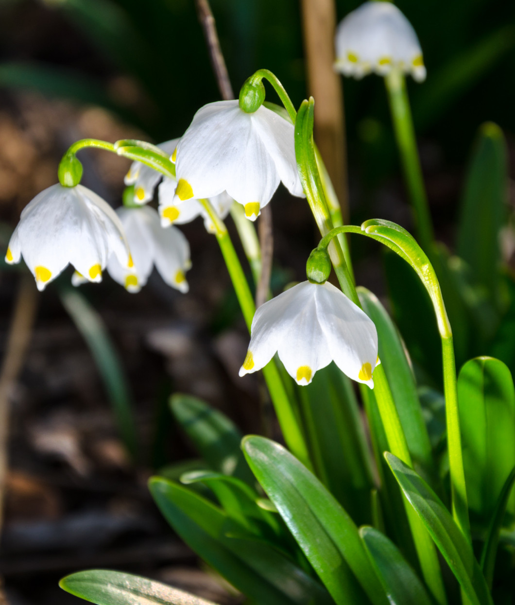 First flowers of spring. Snowdrops flowers on a background of a 