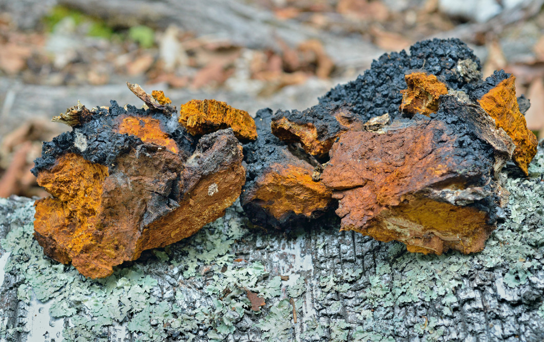 Medicinal mushroom (Inonotus obliquus) 1