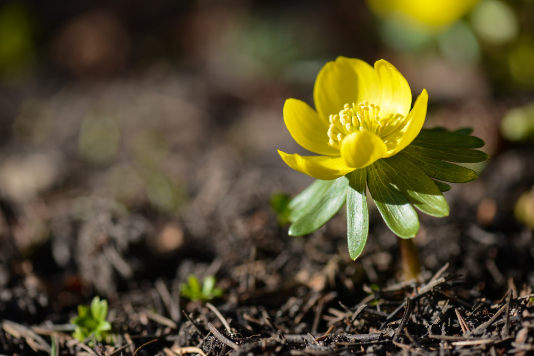 Winter aconite, Eranthis hyemalis