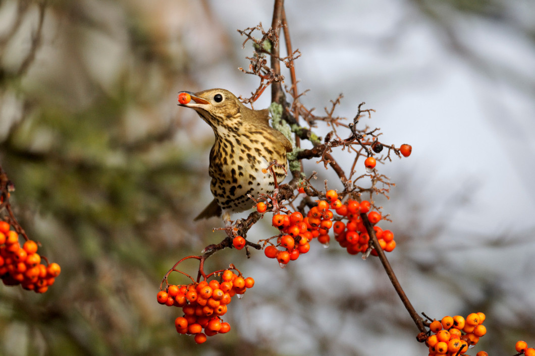 Song thrush, Turdus philomelos