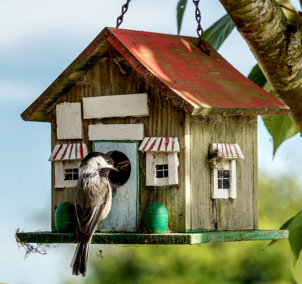 Close-up of a blue titmouse at a birdhouse