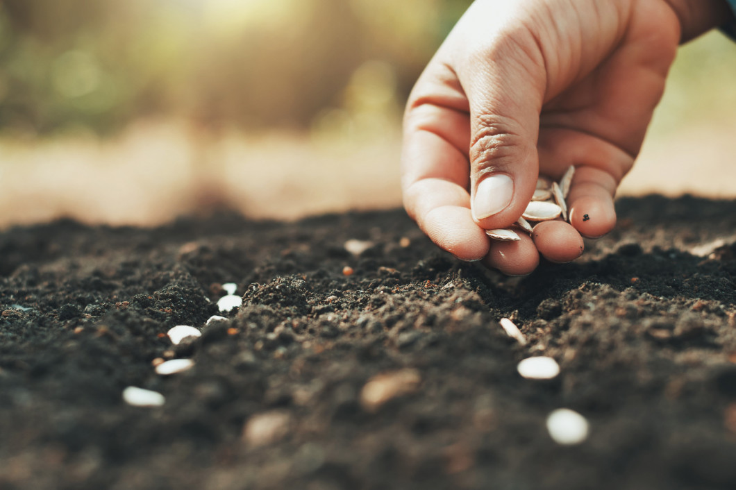 hand planting pumpkin seed in the vegetable garden and light war