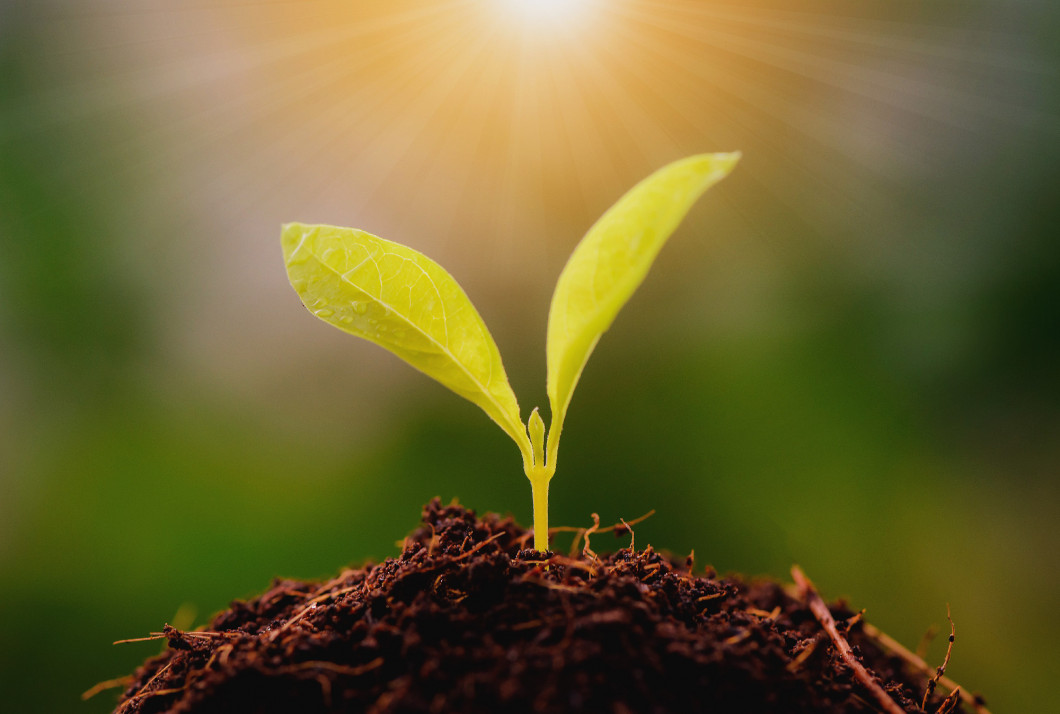 Growing young plants with sunlight. Selective focus.