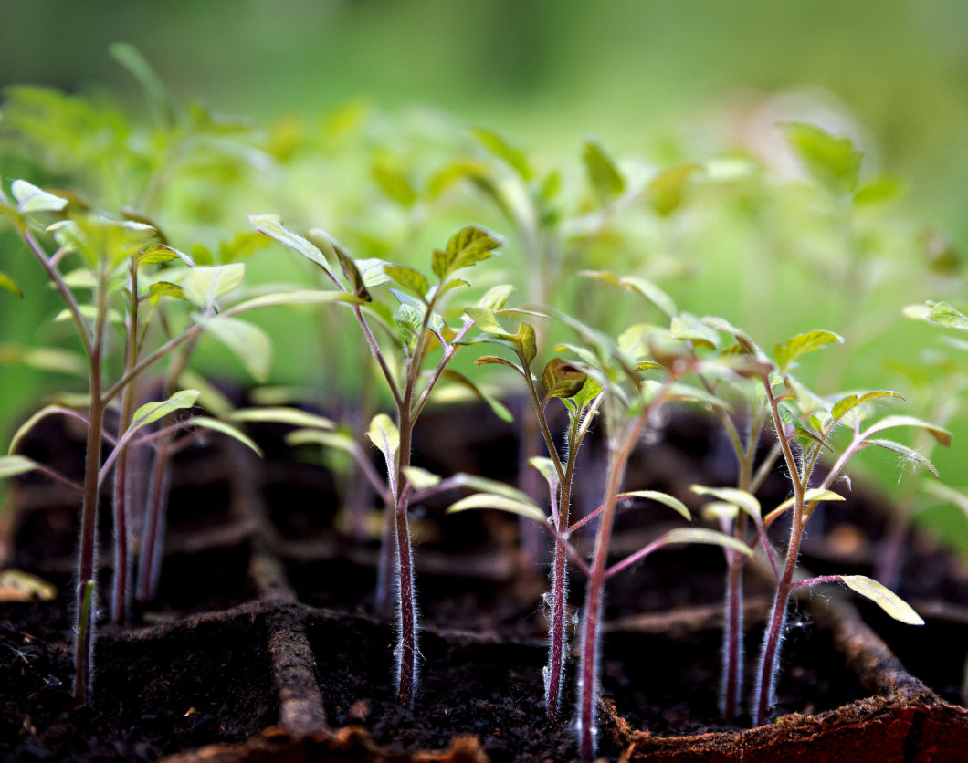 seedlings of tomatoes