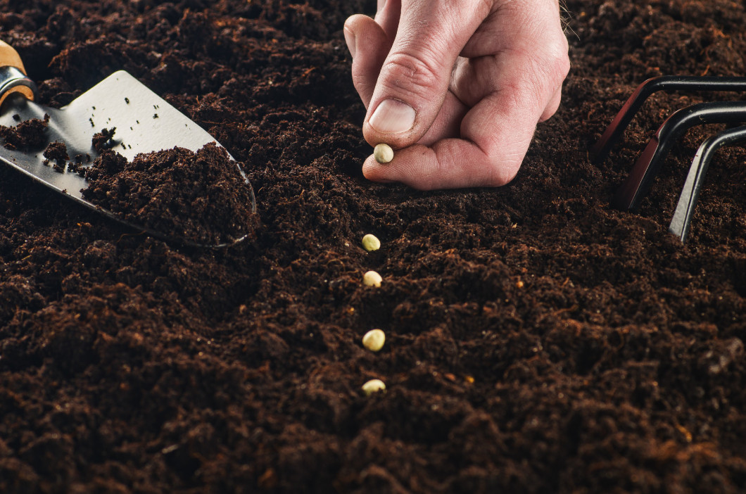 Working in the garden, seeding a plant. Soil top view.