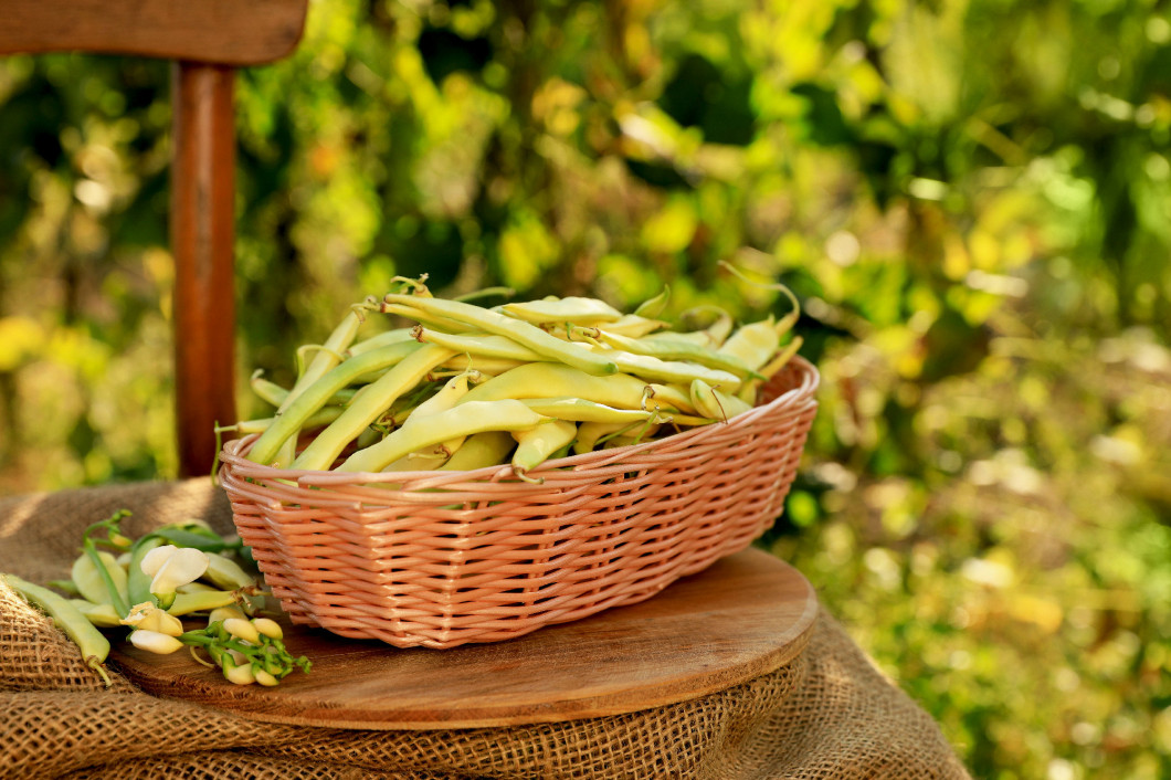 Wicker basket with fresh green beans on wooden chair in garden