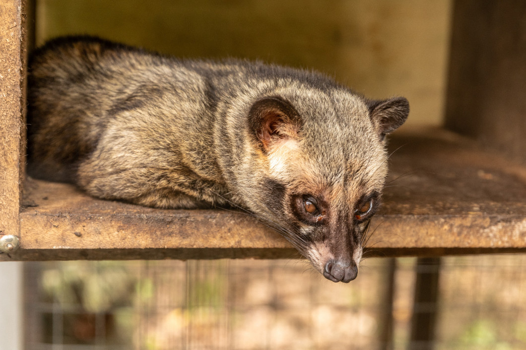 Asian Palm Civet, Paradoxurus hermaphroditus, living in a cage to produce expencive coffee, Kopi Luwak