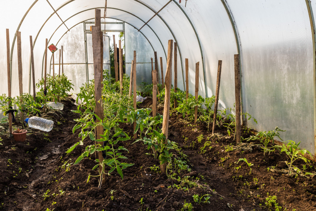 Tomatoes in a greenhouse