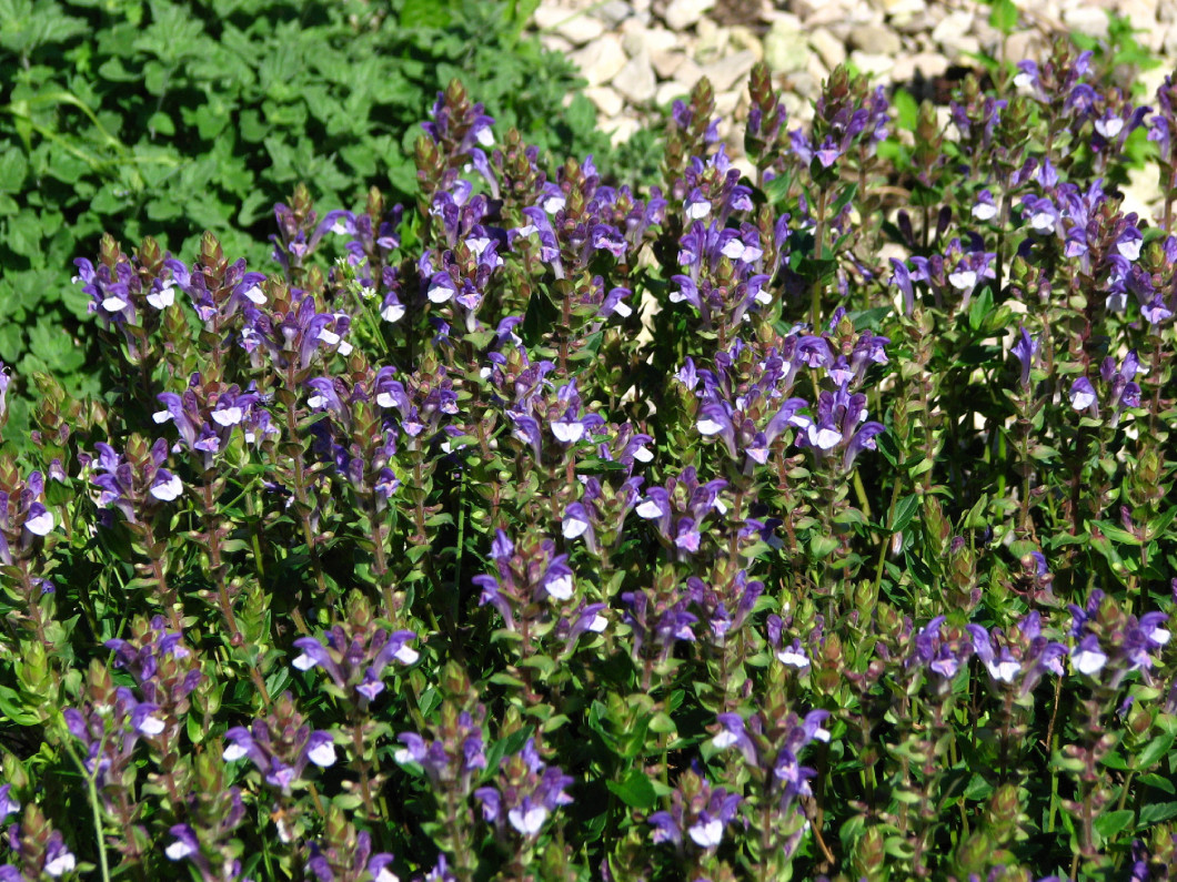 Scutellaria baicalensis