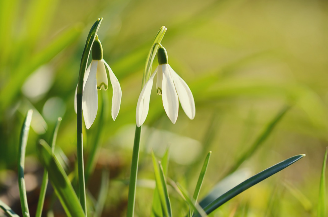 Beautiful snowdrop flower blooming in garden