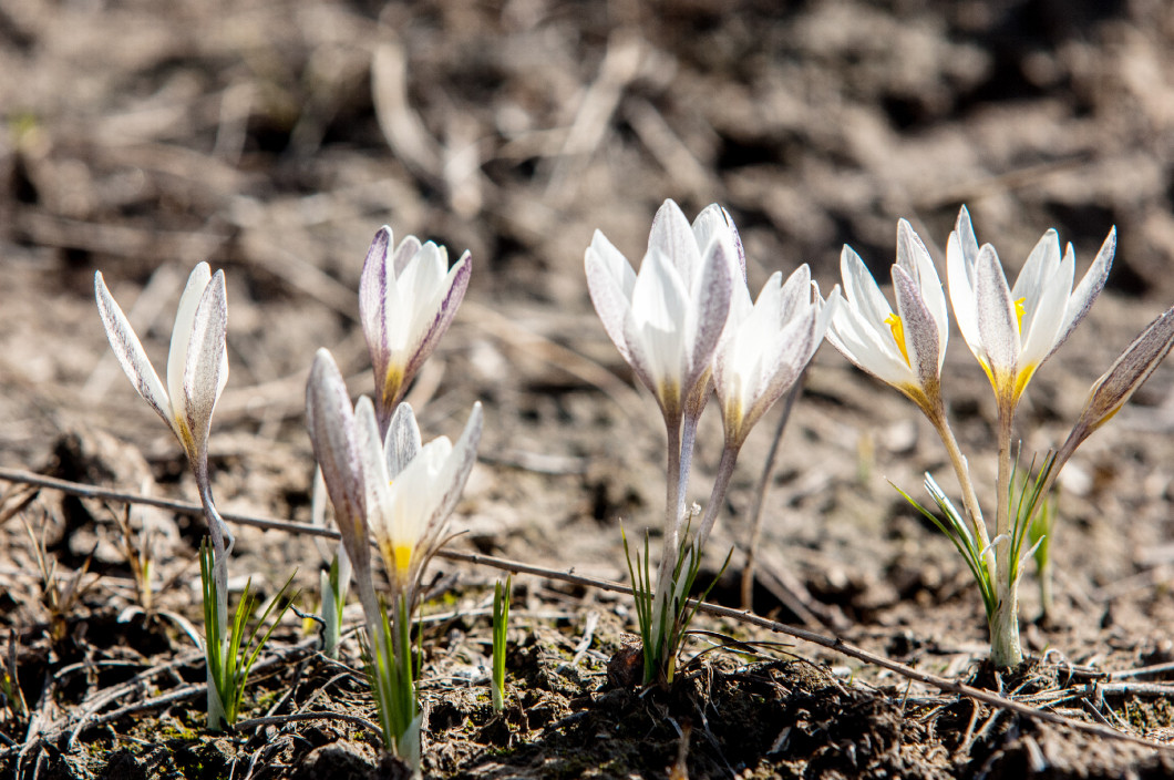 white crocus, snowdrop