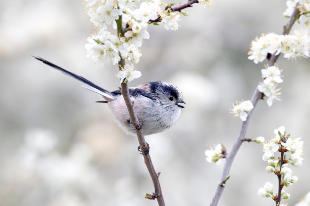 Long-tailed tit, Aegithalos caudatus