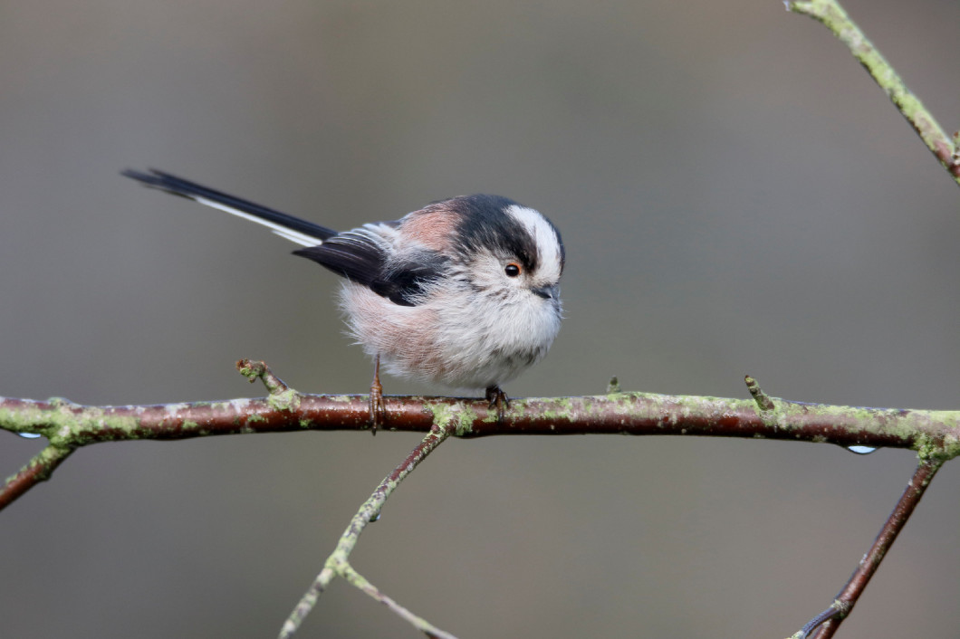 Long-tailed tit, Aegithalos caudatus