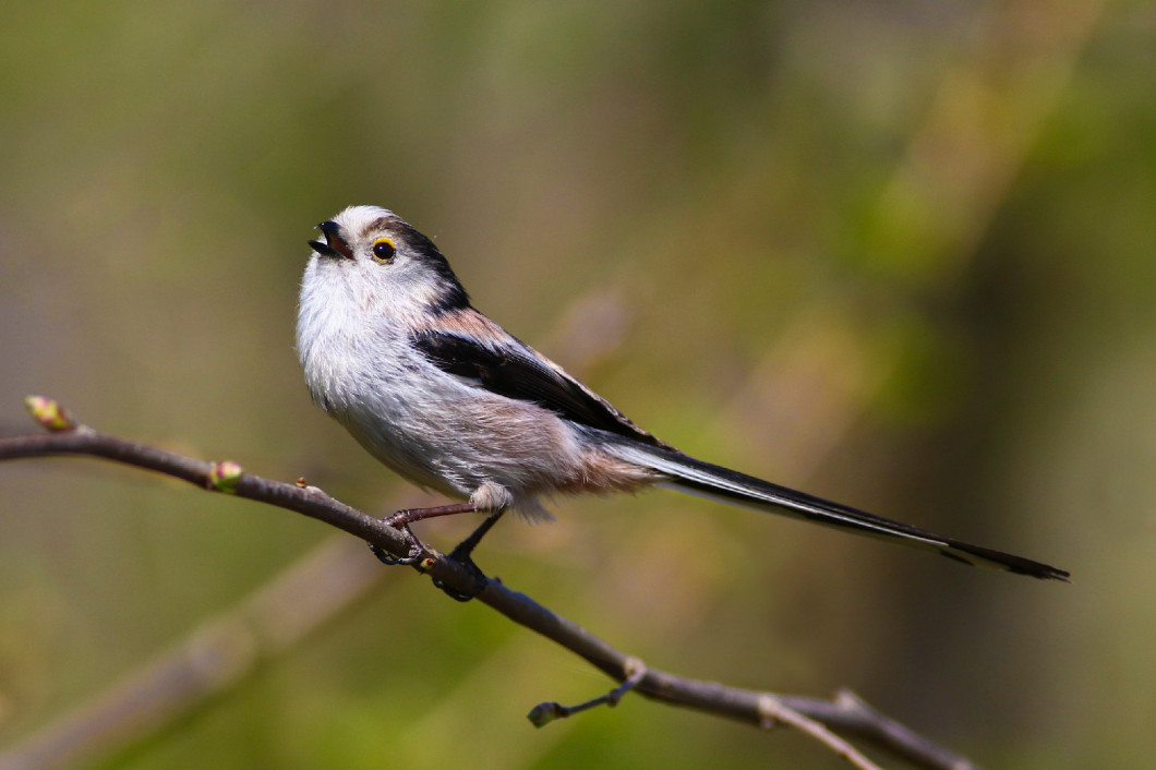 Long-tailed Tit, Aegithalos caudatus