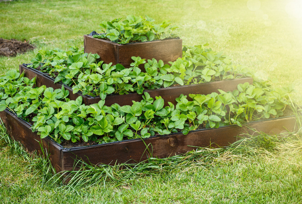 wooden garden in the shape of a pyramid with planted strawberries