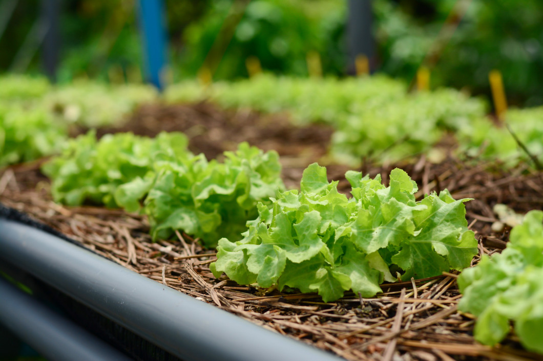 Hydroponic vegetable farm.