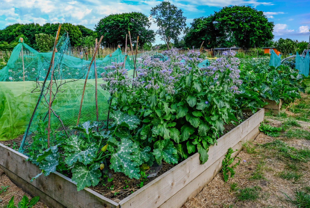 Planter box with vegetables growing in the allotment.