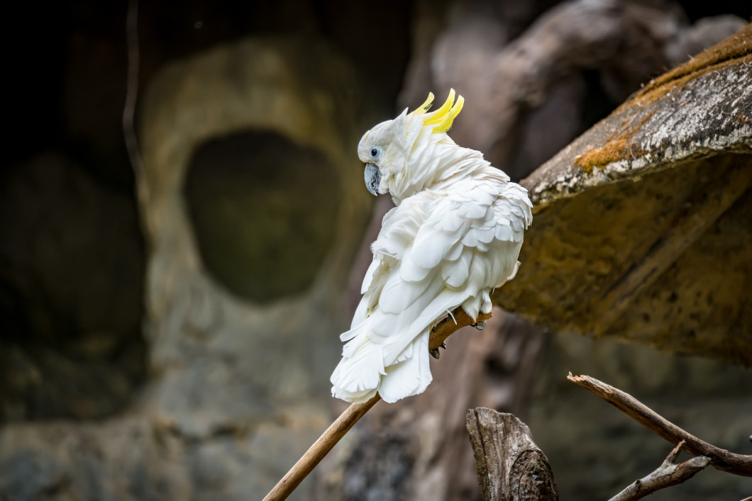 White cockatoos