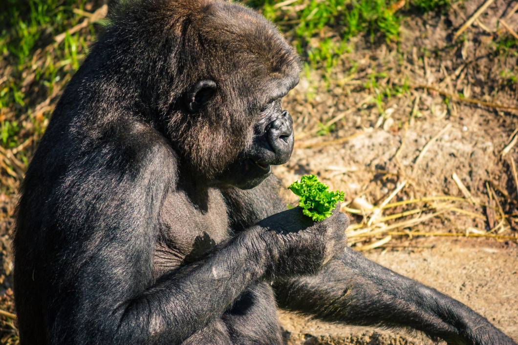 Ape eating some lettuce