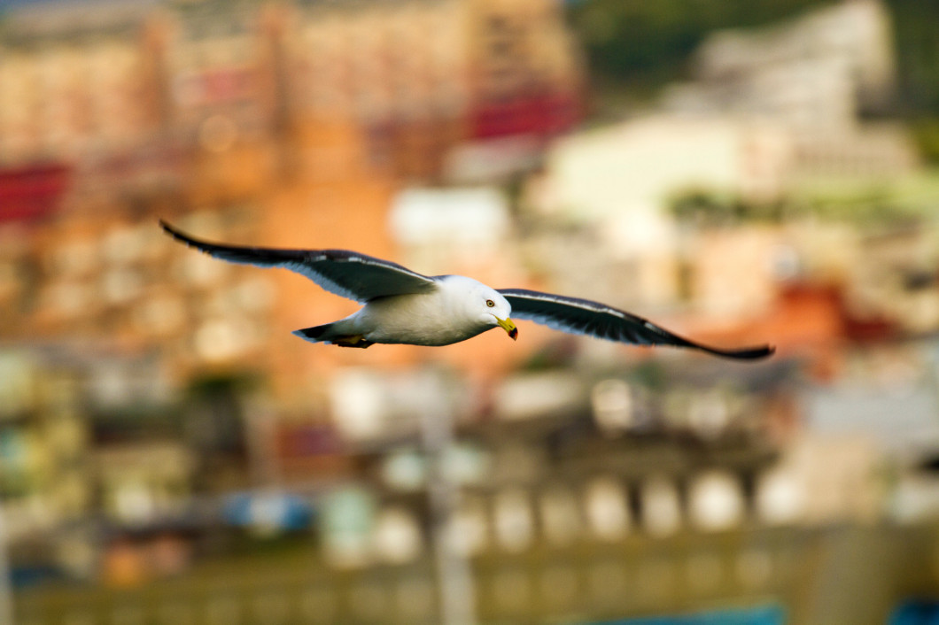 seagull in flight,Larus crassirostris