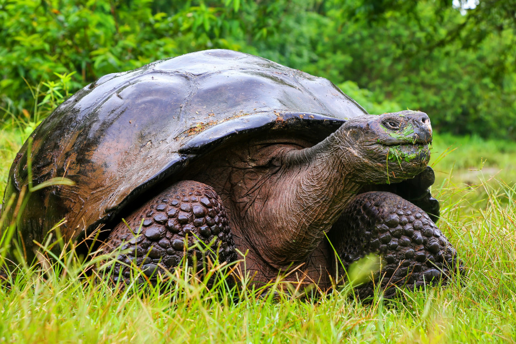 Galapagos giant tortoise on Santa Cruz Island in Galapagos Natio