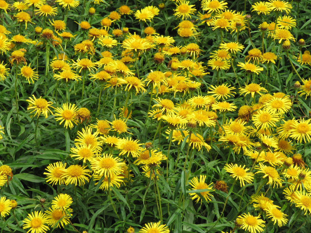 oshonos-kerti-novenyeink-Inula salicina-fuzlevelu-peremizs