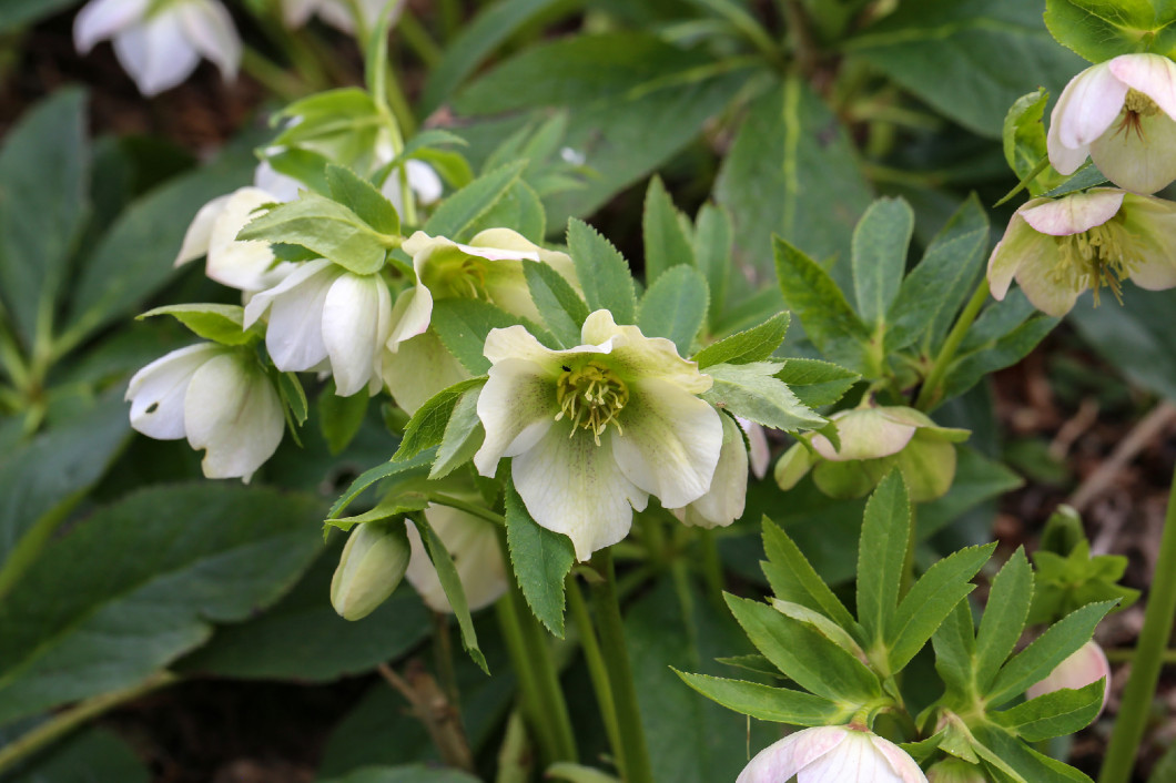 A snow-rose or christrose blooms in the spring