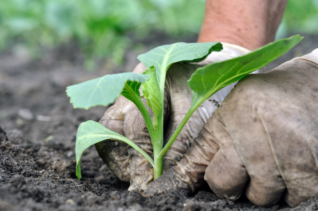 senior woman planting cabbage seedling