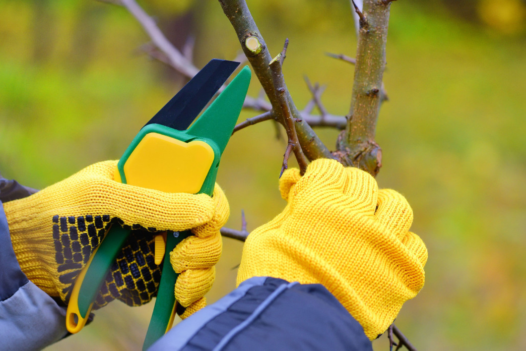 Hands with gloves of gardener doing maintenance work, pruning tr