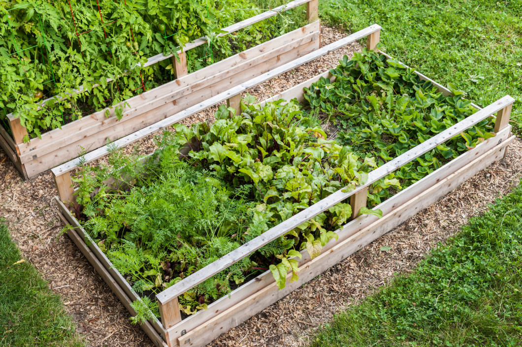 Vegetable garden in raised boxes