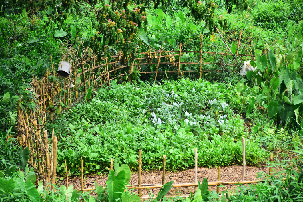 Vegetable and agriculture with bamboo fence in the countryside.