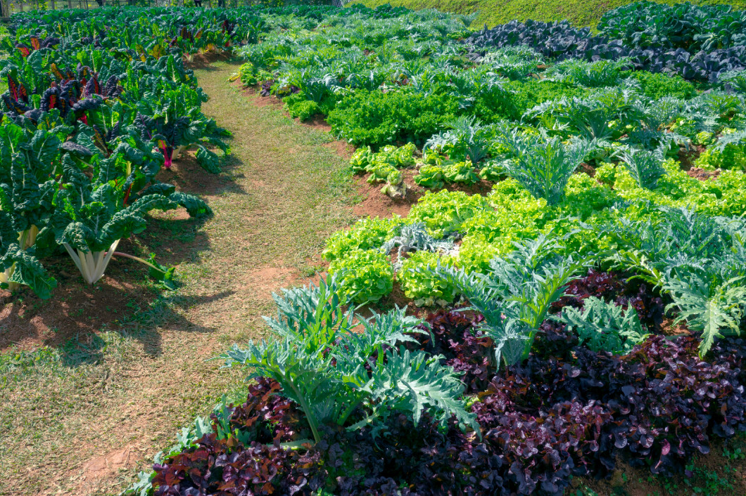 Vegetable garden