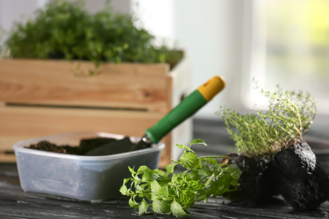 Plastic container with soil and fresh herbs on wooden table�