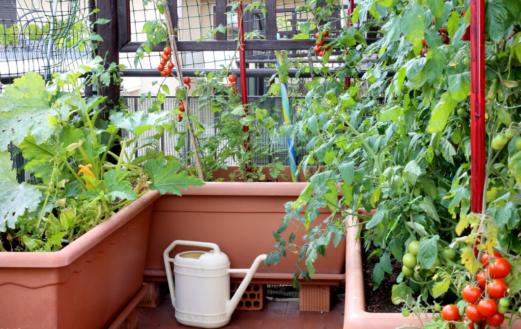 watering can and pots with plants of tomatoes in a urban garden 