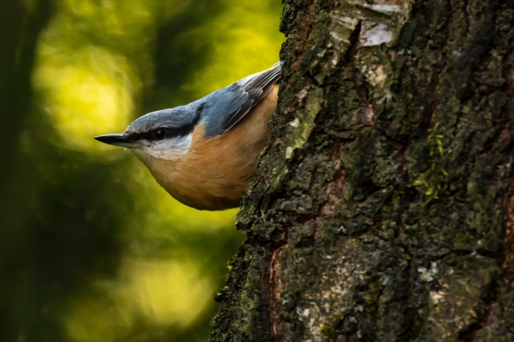 Eurasian or wood nuthatch bird (Sitta europaea) perched on a bra