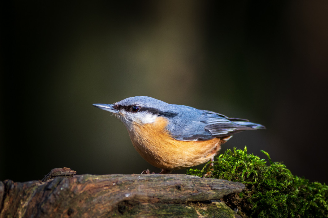 Nuthatch (Sitta europaea)