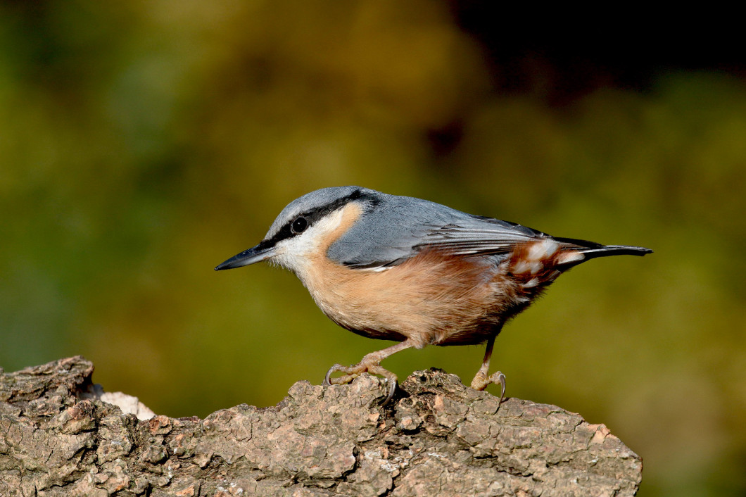 Nuthatch,  Sitta europaea