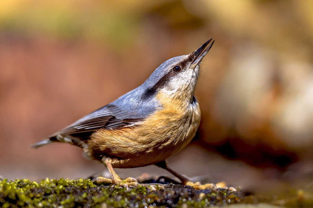 Nutchatch in typical pose on the forest floor