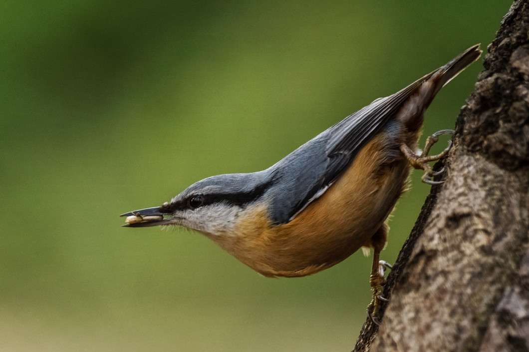 Nuthatch (Sitta europaea)