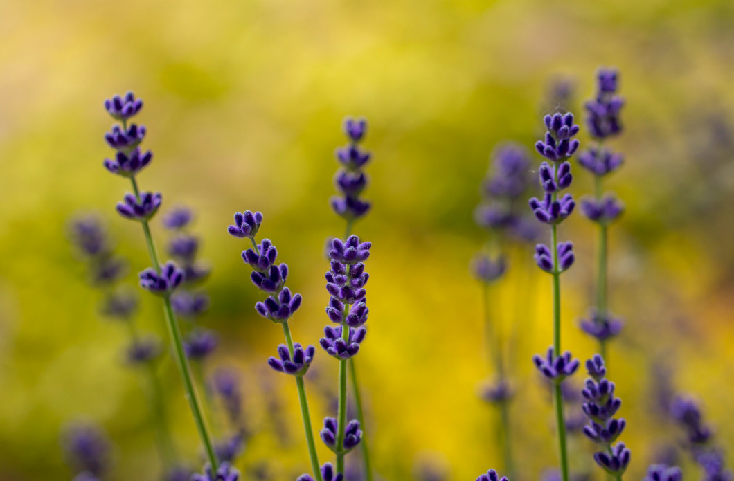 Lavender plant latin Lavandula angustifolia 